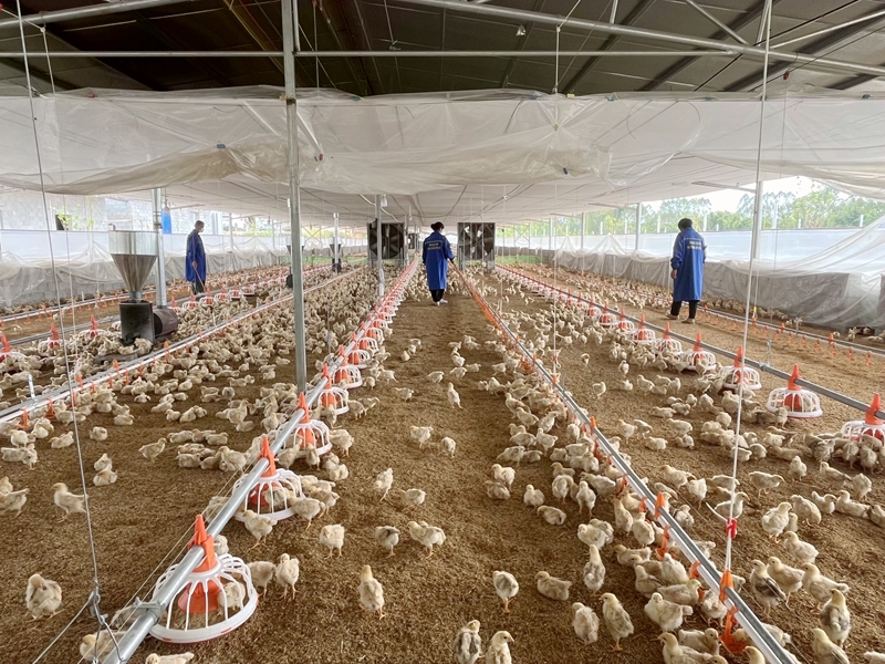 工人在巡检鸡苗