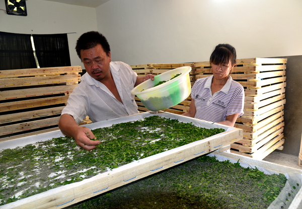 村民在小蚕共育室忙碌。