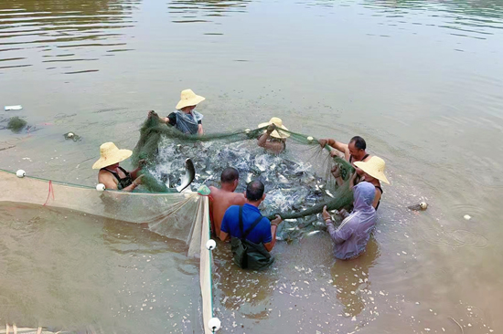 捕捞现场，工人合力收网。