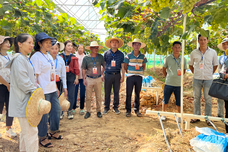 爱善庄园葡萄架下的“田间议事会”。刘芳摄