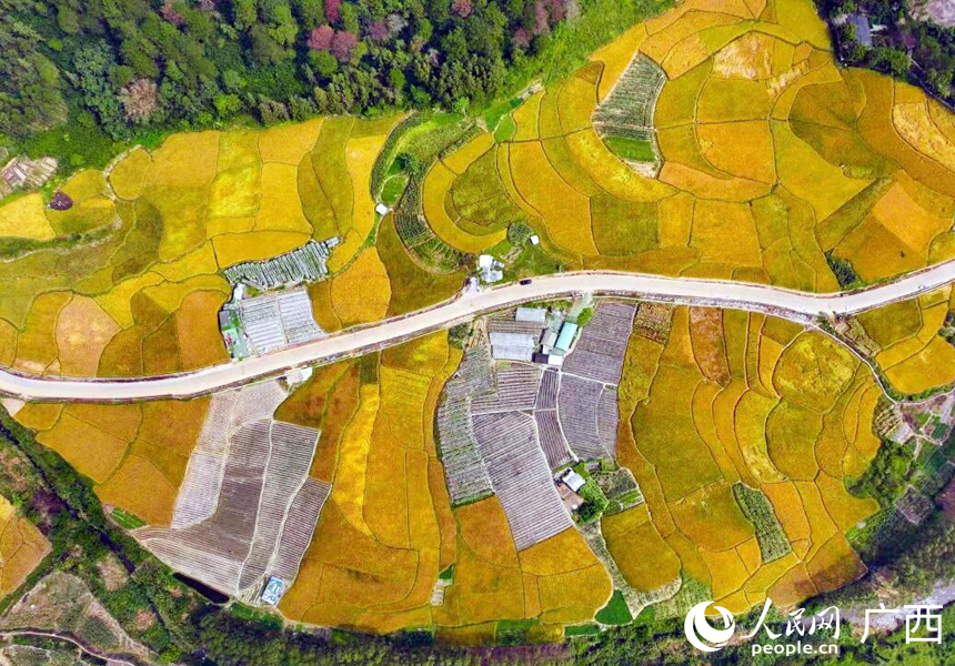 航拍稻田。人民网记者 王勇摄