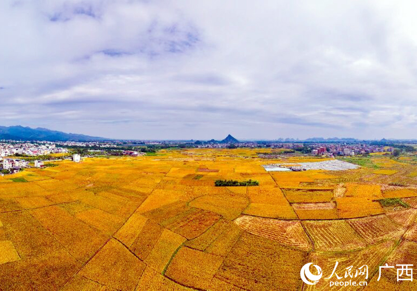 航拍稻田。人民网记者 王勇摄