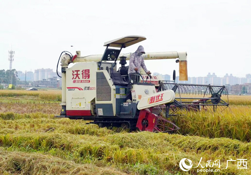 收割机正在收割稻谷。人民网记者 王勇摄