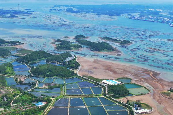 光坡镇沿海海水养殖与万亩蚝排的景观相互映衬。钟馥蔚摄