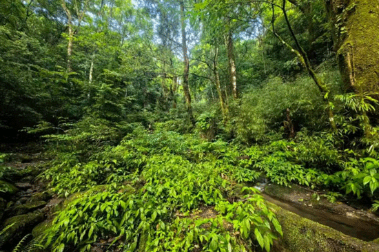 &nbsp;雅长掌突蟾栖息地生境。黄忠摄