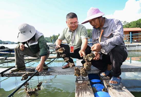 人大代表刘星锋通过实地走访调研,了解大蚝养殖生产情况。谭乃豪摄