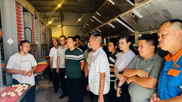 在河池市金凤蛋鸡养殖专业合作社现场观摩培训。