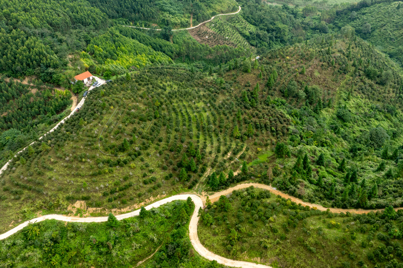 者苗乡八中村油茶基地航拍。赵文朝摄