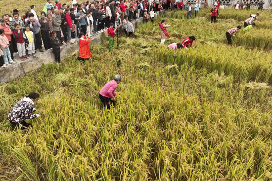 割稻谷比赛。宁诗琪摄