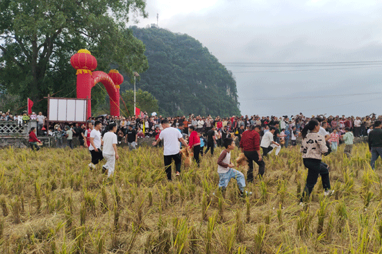 抓鸡比赛现场。陈思愉摄