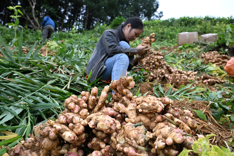 生姜几月种植合适河南 LOCAL1762158306394VZNC2O4ZJM.jpg