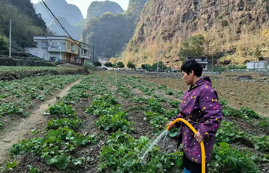马山县古寨瑶族乡群众给佛手瓜苗浇水