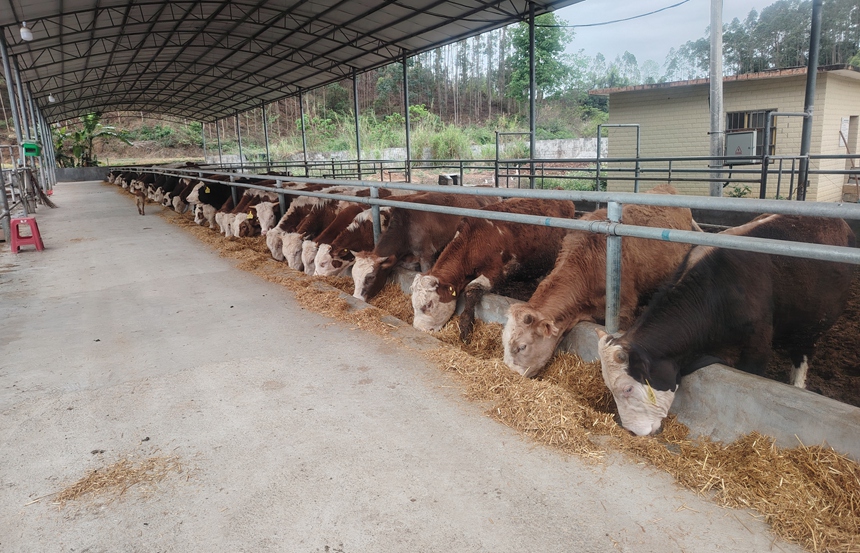 马山县林圩镇肉牛养殖