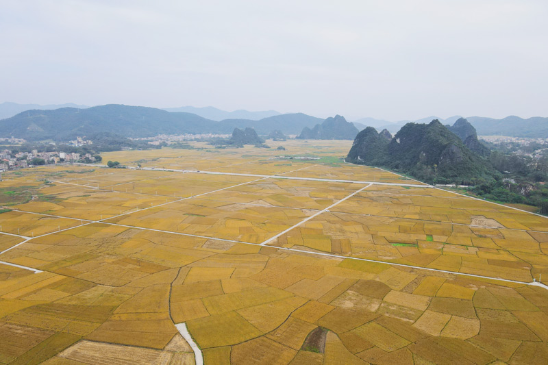 泉江村千畝稻田高產示范片。蘇程攝