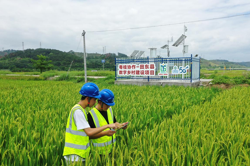 廣西移動通過5G雲平台對水稻養殖進行大數據分析,助力高標准農田建設。 唐文蔚攝