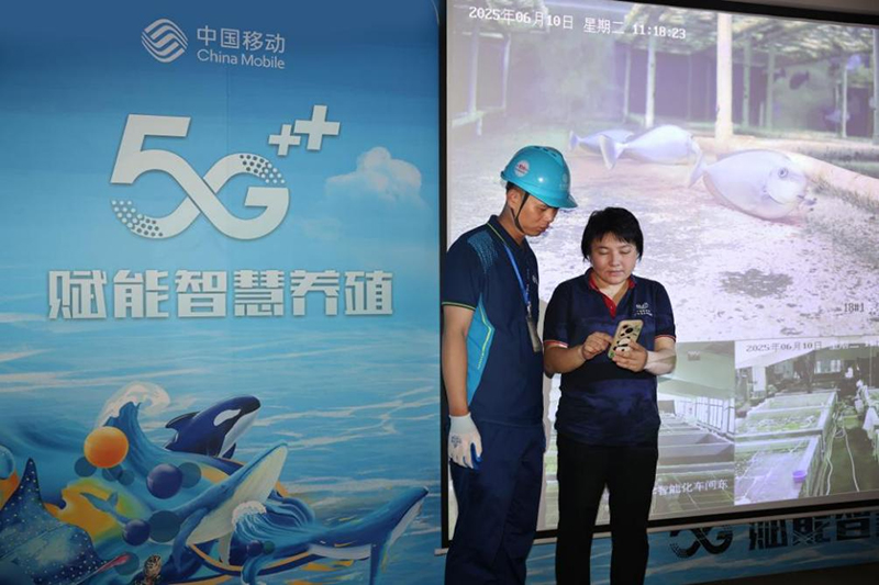 廣西海洋研究所的技術員正在通過手機查看水質指標。蔡軍攝