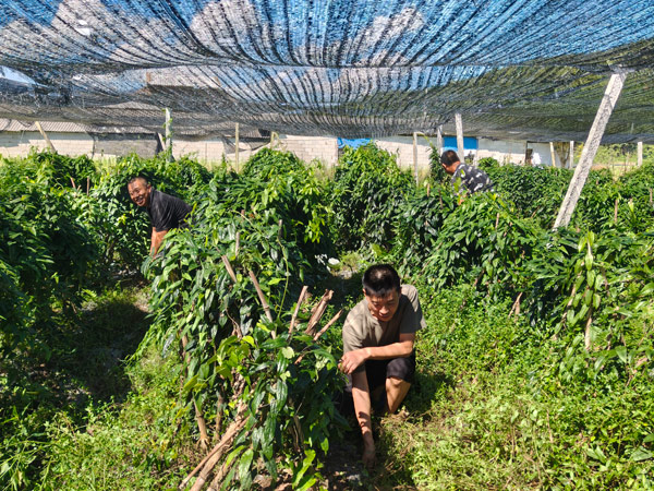 支书们对中药材种植进行管护。王佳斌摄