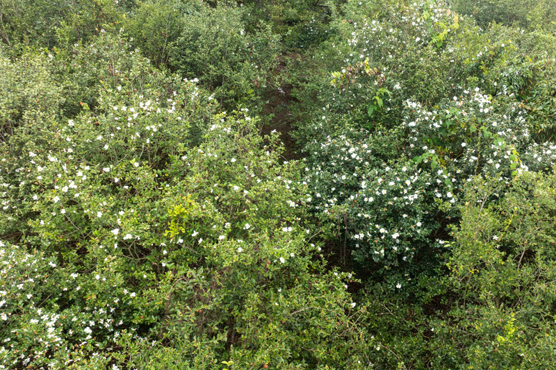 油茶花開漫山野。蒙金山攝