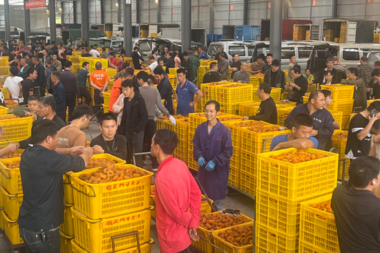 柿餅交易市場人頭攢動。陳娟攝