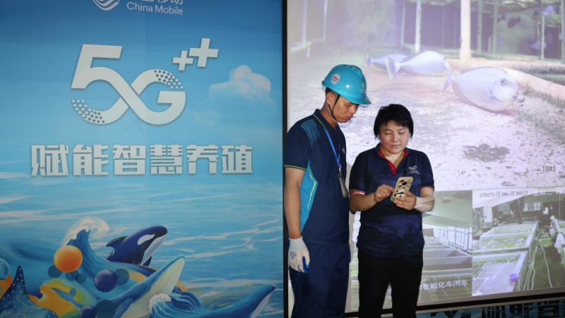 廣西海洋研究所的技術員正在通過手機查看水質指標。廣西移動供圖