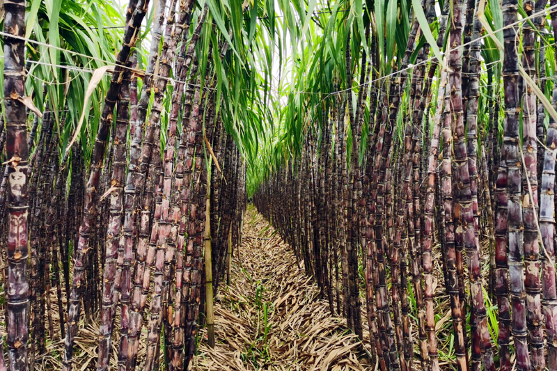 長勢良好的果蔗。羅李香攝