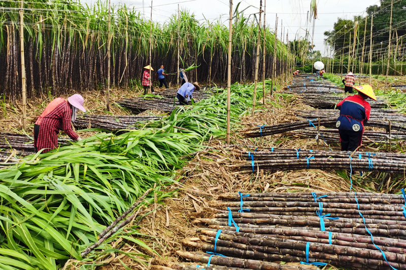 果蔗採收現場。羅李香攝