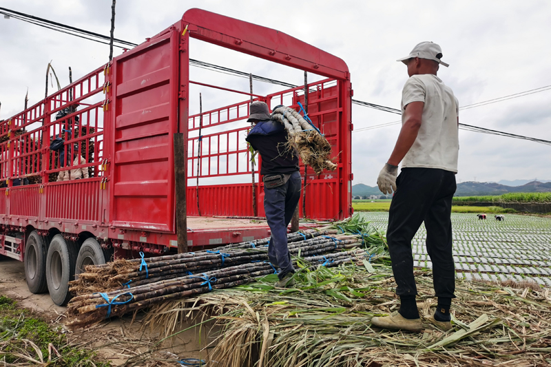 果蔗採收現場。羅李香攝