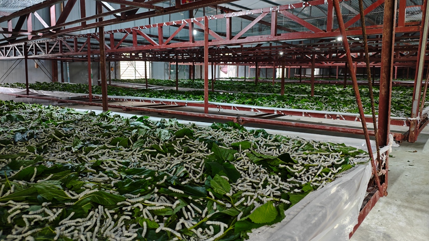 金钗镇康鑫种桑养蚕农民专业合作社蚕宝进食