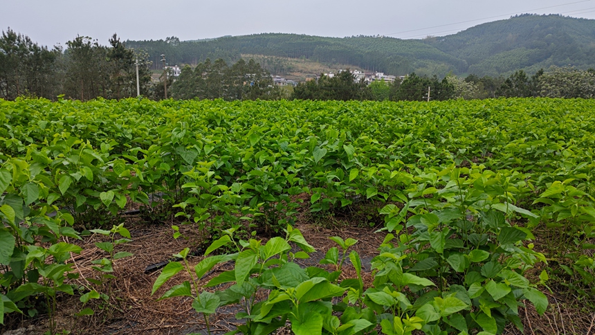 金钗镇乐江社区桑田长势良好