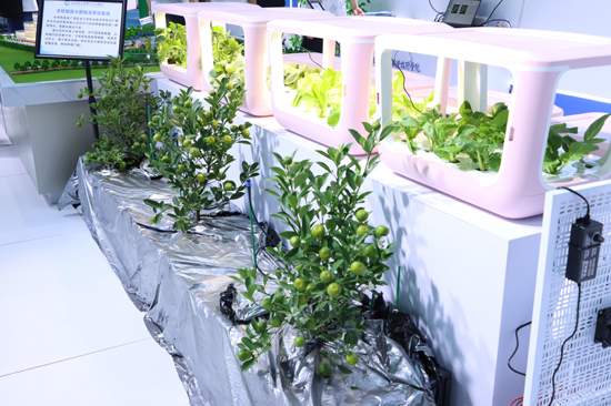 “四维生态”室内种植箱、金桔滴灌智慧场景。何倚伦摄
