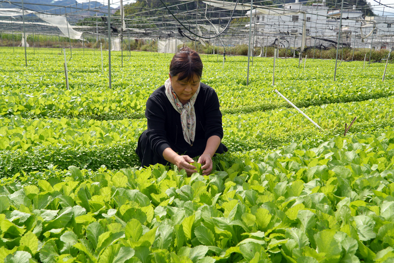 廣西泓科農業科技有限公司負責人白燕在查看芥菜苗長勢情況。何雪華攝
