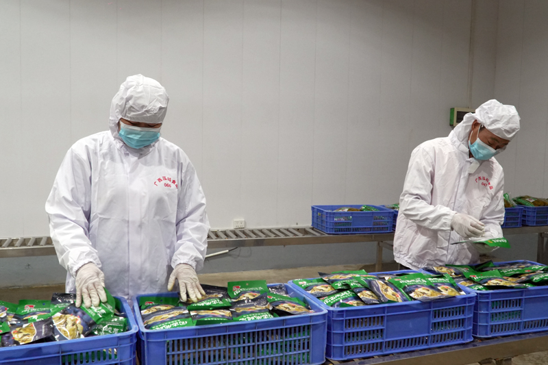 工人在查看酸菜包裝密封是否完好。何雪華攝