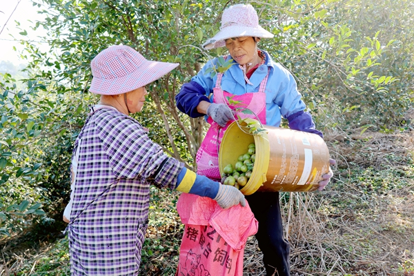 村民正在采摘油茶。谢海兵摄