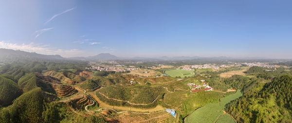 油茶基地航拍大景。岑記華攝