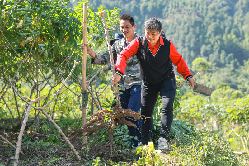 容县灵山镇六图村村民们在采收木薯。杨天杭摄