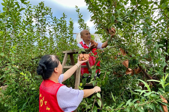 灵川烟草志愿者在果园帮忙采摘黄金李 毛啸天摄