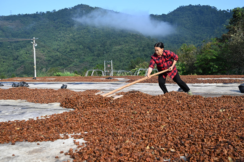 工人在晾晒八角。黄数情摄