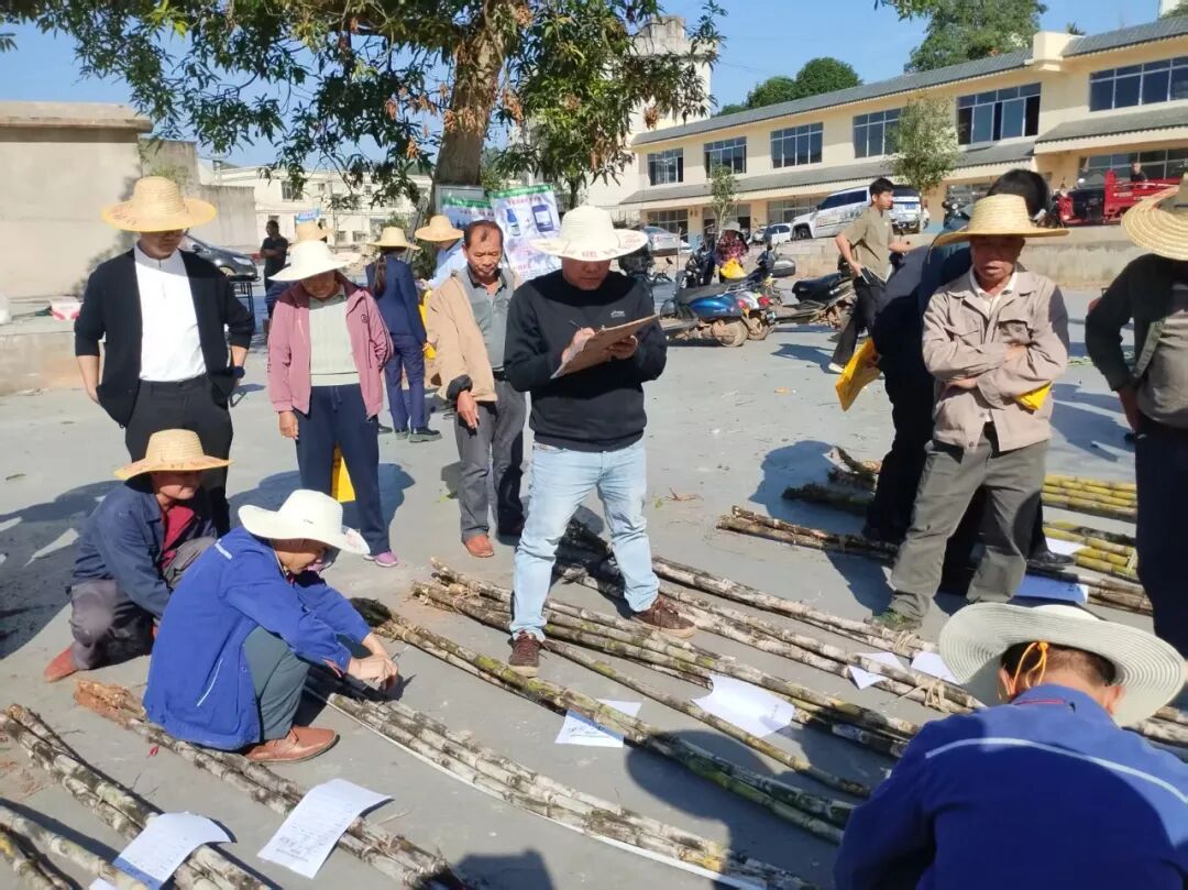 在鄉鎮賽區,評審員測量甘蔗高度、植株直徑。扶綏縣融媒體中心供圖