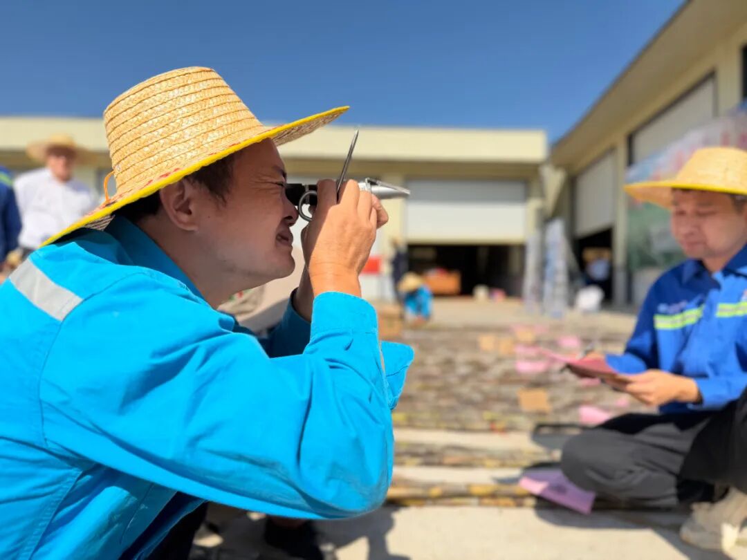 在分賽區,評審員測量蔗汁錘度。扶綏縣融媒體中心供圖