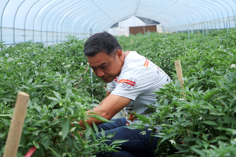 村民采收辣椒。