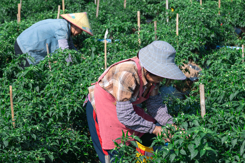 農戶在採收辣椒