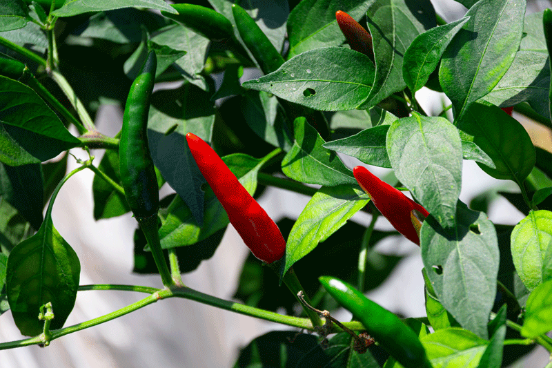 辣椒挂滿枝頭