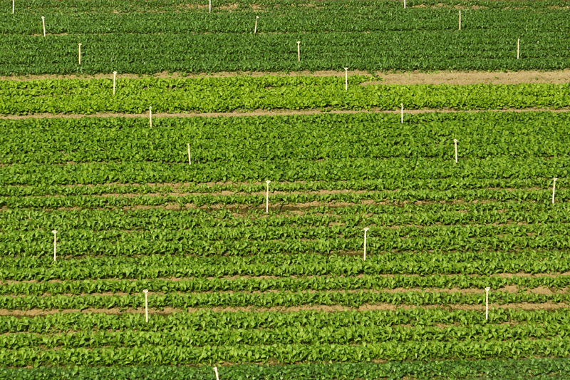 兴业县百嘉农业生态合作社的种植基地的绿色蔬菜一片绿意盎然。