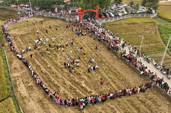 圖：興業縣葵陽鎮泉江村豐收文化節“稻田抓雞”現場航拍圖