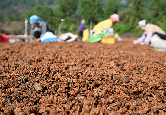 工人們在晾晒八角。黃數情攝