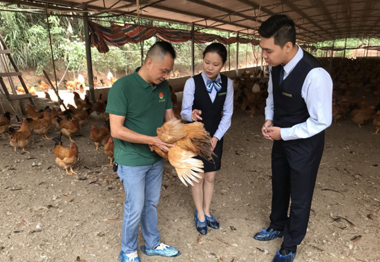 邮储银行工作人员与林海生一道查看肉鸡生长状况。梁东密摄