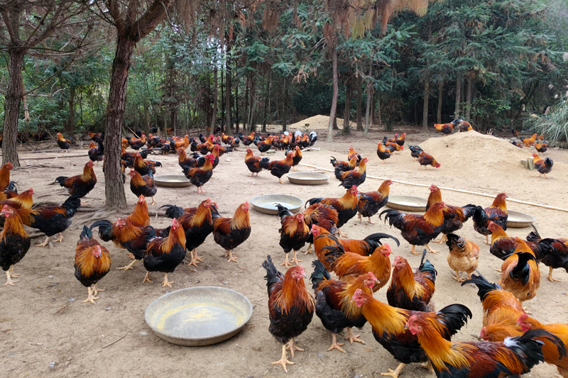 林下鸡养殖。
