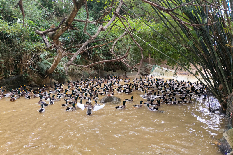 清水鸭养殖。
