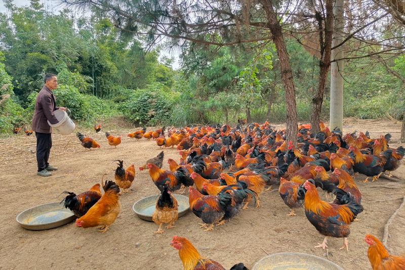 林下鸡养殖。