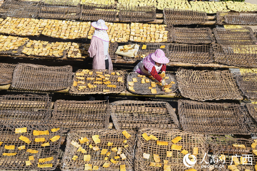 筍農在自家庭院晒筍。